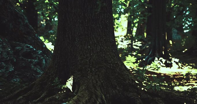 Sunlight filters through dense foliage in a serene forest. Towering trees cast long shadows on the ground, while roots intertwine to create a magical, tranquil atmosphere inviting exploration.