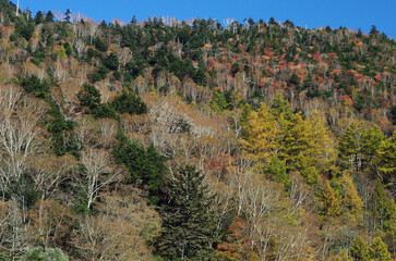 冬枯れの森の散歩。陽だまりが優しい。マムシグサが朱色の実を付けたまま倒れていた。モノトーンの森の中、直射日光を浴びて、マムシグサはひと際鮮やかに目立っていた。森は、あたかも静かな長い眠りについているようだ。歩きつつ空を仰ぎ、足元のシダを眺め、樹木に絡みつく蔦を目で追った。ぐんぐん空に向かって伸びている蔦。誰も居ない森の中。でもたくさんの生命体が息づいている。私も息づいている。