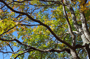 冬枯れの森の散歩。陽だまりが優しい。マムシグサが朱色の実を付けたまま倒れていた。モノトーンの森の中、直射日光を浴びて、マムシグサはひと際鮮やかに目立っていた。森は、あたかも静かな長い眠りについているようだ。歩きつつ空を仰ぎ、足元のシダを眺め、樹木に絡みつく蔦を目で追った。ぐんぐん空に向かって伸びている蔦。誰も居ない森の中。でもたくさんの生命体が息づいている。私も息づいている。