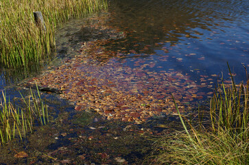 冬枯れの森の散歩。陽だまりが優しい。マムシグサが朱色の実を付けたまま倒れていた。モノトーンの森の中、直射日光を浴びて、マムシグサはひと際鮮やかに目立っていた。森は、あたかも静かな長い眠りについているようだ。歩きつつ空を仰ぎ、足元のシダを眺め、樹木に絡みつく蔦を目で追った。ぐんぐん空に向かって伸びている蔦。誰も居ない森の中。でもたくさんの生命体が息づいている。私も息づいている。