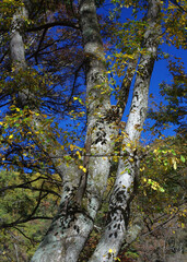 冬枯れの森の散歩。陽だまりが優しい。マムシグサが朱色の実を付けたまま倒れていた。モノトーンの森の中、直射日光を浴びて、マムシグサはひと際鮮やかに目立っていた。森は、あたかも静かな長い眠りについているようだ。歩きつつ空を仰ぎ、足元のシダを眺め、樹木に絡みつく蔦を目で追った。ぐんぐん空に向かって伸びている蔦。誰も居ない森の中。でもたくさんの生命体が息づいている。私も息づいている。