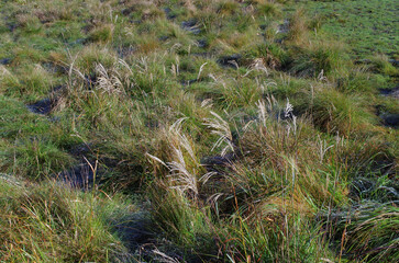 冬枯れの森の散歩。陽だまりが優しい。マムシグサが朱色の実を付けたまま倒れていた。モノトーンの森の中、直射日光を浴びて、マムシグサはひと際鮮やかに目立っていた。森は、あたかも静かな長い眠りについているようだ。歩きつつ空を仰ぎ、足元のシダを眺め、樹木に絡みつく蔦を目で追った。ぐんぐん空に向かって伸びている蔦。誰も居ない森の中。でもたくさんの生命体が息づいている。私も息づいている。