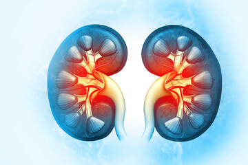 Human kidneys anatomy structure, kidney disease. 3d illustration