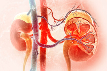 Human kidney medical diagram with a cross section, inner organ with arteries and adrenal gland, 3d illustration
