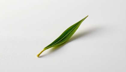 Fototapeta premium A lone leaf rests atop a white surface, with a shallow depth of field subtly blurring the background in shades of gray.