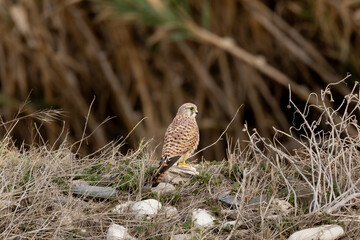 Common Kestrel (Falco tinnunculus) Standing on Rocks in Natural Habitat