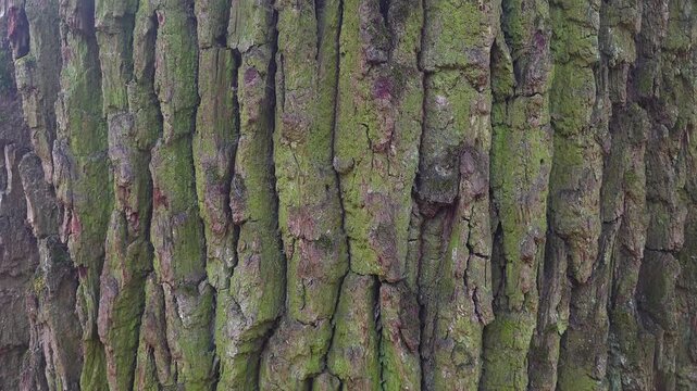 Mossy tree bark texture background close up, Natural green lichen covering rough wooden surface with vertical cracks