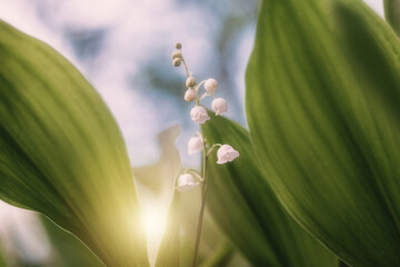 Lily of the valley flowers growing among green leaves with soft sunlight. Spring nature background,...