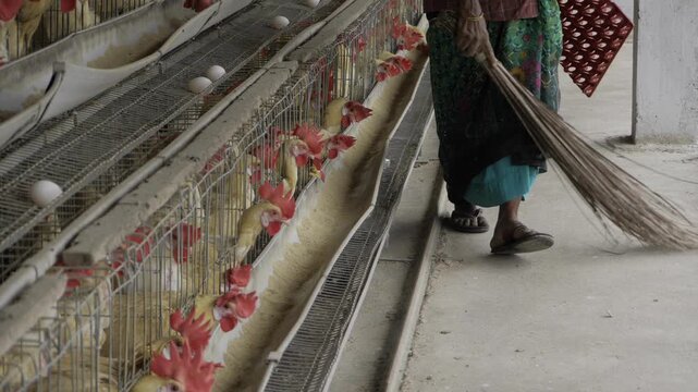 Egg Production in India - A Sustainable Approach