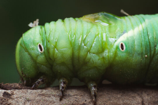 Macro photography of a green caterpillar moving along a branch. Side profile showing the segments, spiracles, and smooth skin texture of the insect larva