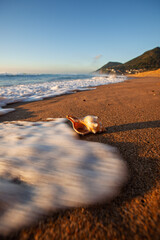 Close-up view of a foamy wave rolling towards a patterned sea shell on a sandy beach as a bright sun rises above the ocean. Captured on Stanwell Park Beach on the Illawarra South Coast.
