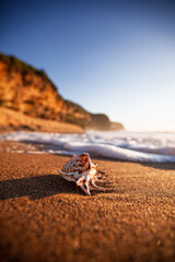 Close-up view of a foamy wave rolling towards a patterned sea shell on a sandy beach as a bright sun rises above the ocean. Captured on Stanwell Park Beach on the Illawarra South Coast.