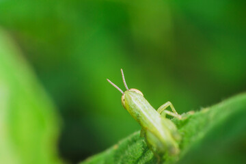 Artistic macro photography of a green grasshopper seen from behind/above. Shallow depth of field focuses on the head and antennae, with the body fading into the green bokeh background