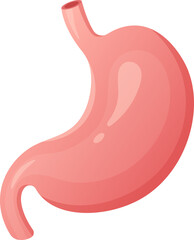 Obraz premium Illustration of Human Stomach Anatomy