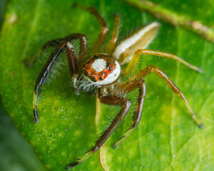 Jumping spider with vibrant markings on green leaf