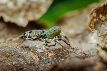 Jumping spider displaying iridescent colors on dry leaf macro