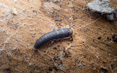 Silverfish insect crawling on dirty wooden surface