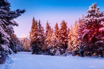 Bansko, Bulgaria forest, ski slope at dawn