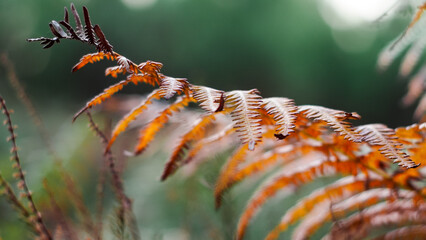 Fougères et bruyères sauvages
