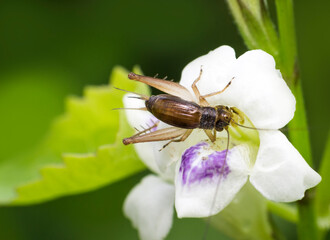 A brown cricket or bush cricket perched on top of a blooming white flower with a purple center. Nature macro photography showing the interaction between insect and plant in a garden setting