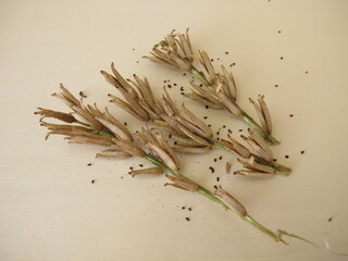 Capsule fruit and seeds from the Oenothera Evening-primrose