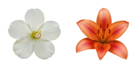 Set of White hibiscus flower and Orange lily blossoms on Transparent Background PNG Generative AI