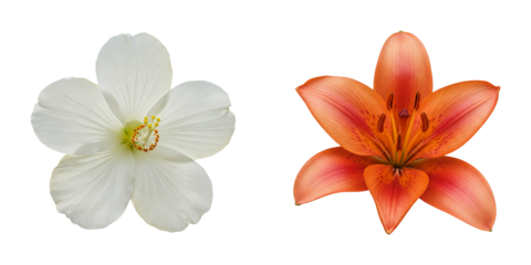 Set of White hibiscus flower and Orange lily blossoms on Transparent Background PNG Generative AI