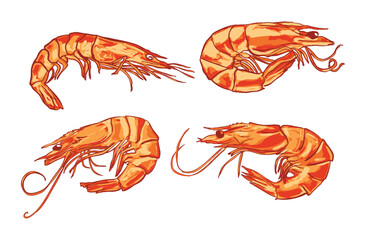 Realistic Shrimp Illustration Set