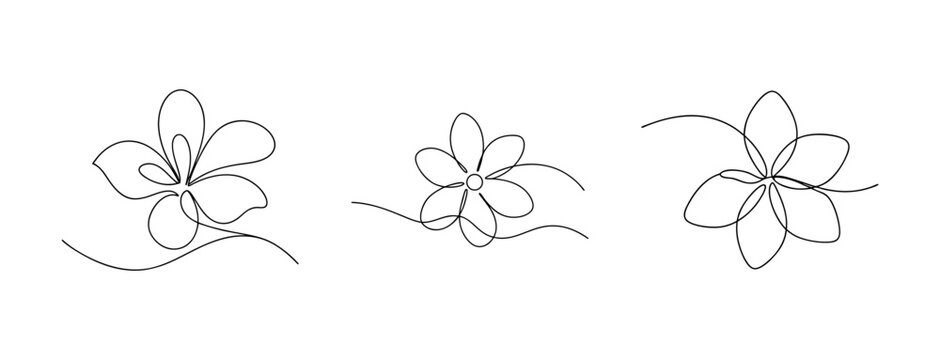 Delicate jasmine flower drawings line art sketch isolated on white
