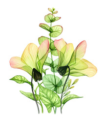 Watercolor bouquet with two transparent azalea flowers and eucalyptus leaves. Green tropical plants isolated on white. Botanical floral illustration for wedding design, cosmetic packaging, advertising © Katerina Kolberg