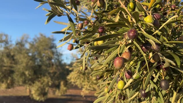 Close up of an olive tree branch with green and black olives, ready for harvest. Beautiful agricultural plantation in the background