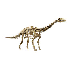brontosaurus skeleton fossil paleontology on Transparent Background PNG Generative AI
