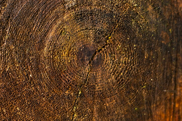 Fototapeta premium Close up of tree trunk showing growth rings and crack in rainforest trail