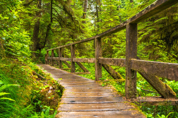 Obraz premium Wooden boardwalk winding through lush rainforest in ucluelet, british columbia