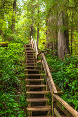 Wooden staircase ascending through lush rainforest in ucluelet, british columbia