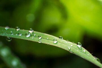 Close-up macro view of multiple small, clear water droplets lined up along the edge of a curved blade of green grass, with a smooth, bright green bokeh background