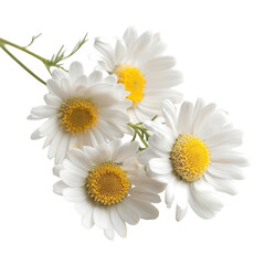 Obraz premium Four white flowers with yellow centers are shown together. They are cut out from their original setting and have a transparent background. This allows the flowers to stand out clearly