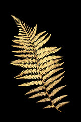 Gold fern leaf frond floral symbol isolated on black background, Nature design or decorative purposes, logo, greeting card.
