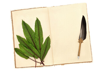 Sorrel green leaf health food herb on old hemp notebook on white with quill pen. Superfood rich in vitamins and nutrients, antioxidants, oxalic acid. Used in herbal medicine.