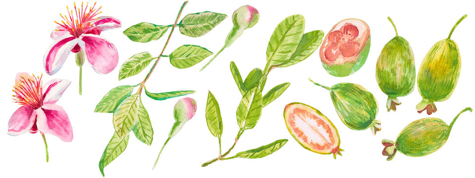 Feijoa set. Half and whole feijoa fruit, branches, buds and flowers isolated on white. Watercolor hand drawn for textiles, fabrics, prints, wrapping, scrapbooking, invitational, cosmetic, preservation