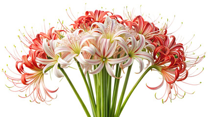 A captivating display of red and pink spider lilies isolated on a black background