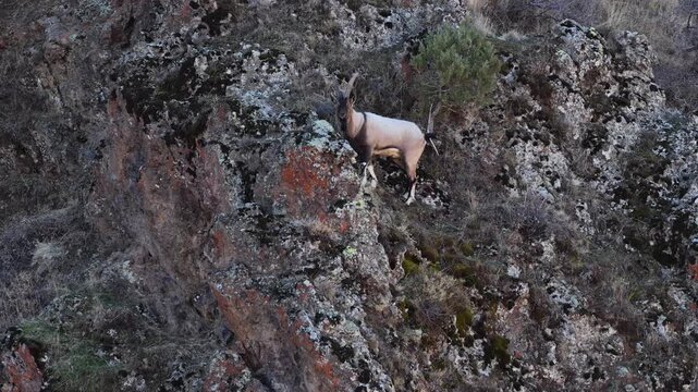 Aerial view of the mountain goats in the forest