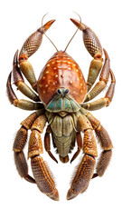 A detailed overhead view captures the vibrant colors and intricate textures of a large coconut crab against a black background