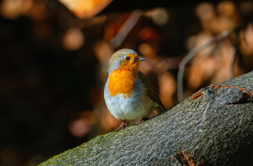 European robin. Bird on a branch. Blurred background. Animals in wild nature. Postcard, wallpaper, background.