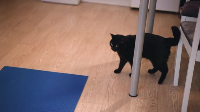 Cat Seeking Shelter, Black Cat Cautiously Moves Around Furniture, Sleek Black Feline Ventures Across Wooden Floor Silently, Curious Black Cat Searches For Hiding Spots Beneath Furniture Indoors