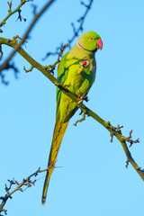 Rose-ringed parakeet. Bird on a branch. Blurred background. Animals in wild nature. Postcard, wallpaper, background.