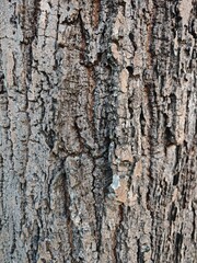 Detailed Close-Up of Textured Bark on Tree Trunk in Natural Setting