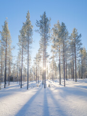 Winter landscape in the forest. Trees covered with snow. Sun rays through the trees. Winter...