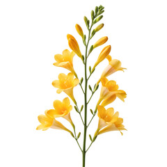 Elegant stem of yellow freesia flowers blooming beautifully against a clean black background