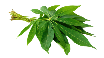 Cassava Leaves Isolated on Transparent Background